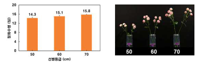 절화 장미 ‘자나’ 품종의 선별등급별 절화수명 및 외관 품질
