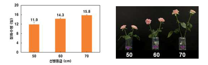 절화 장미 ‘카푸치노’ 품종의 선별등급별 절화수명 및 외관 품질