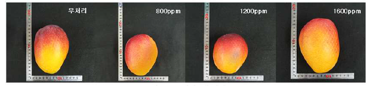 CO2 처리구별 과실