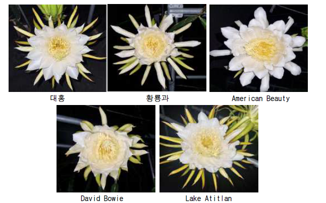 품종별 개화 사진.