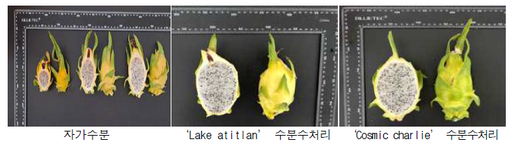 황룡과 수분수별 과실 사진.