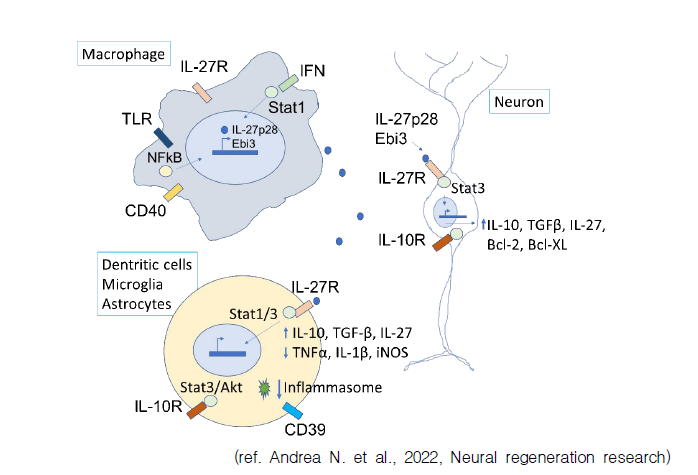 퇴행성뇌질환 특이 바이오마커에 의한 예상 immune system