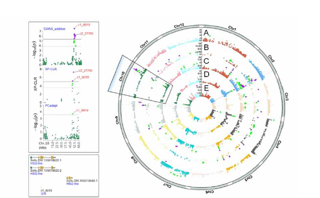 칩가공 특성 연관 GWAS 및 Selective sweeps 분석 결과 (A: iHS, B: XP-EHH, C: PCAdapt, D: XP-CLR, E: GWAS)