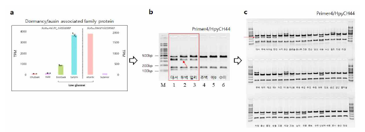 StDAP 전사체 발현과 low glucose 표현형 클론 간 관계 (a) StDAP gene 유전자의 발현량 비교 (b) glucose 함량에서 대조 되는 6개의 감자 클론(RNA-seq 수 행한 추백, 예09, 두백, 얼리프라이와 수미, 대서)을 대상으로 CAPS 마커 제작 (c) 유전자원 대상으로 CAPS 마커 검증 결과