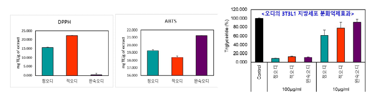 오디 수확시기별 항산화 및 지방세포 분화에 미치는 효과 비교 (좌) DPPH 및 ABTS 라디칼 소거효과 (우) 3T3L1 세포 분화억제효과