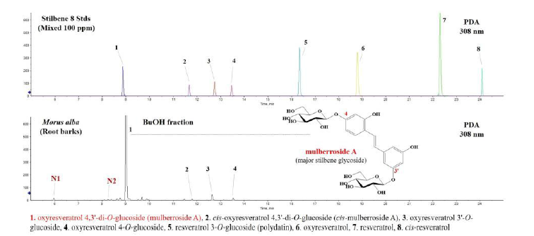 상백피 Butanol 분획물로부터 stilbene 유도체 6종 확인