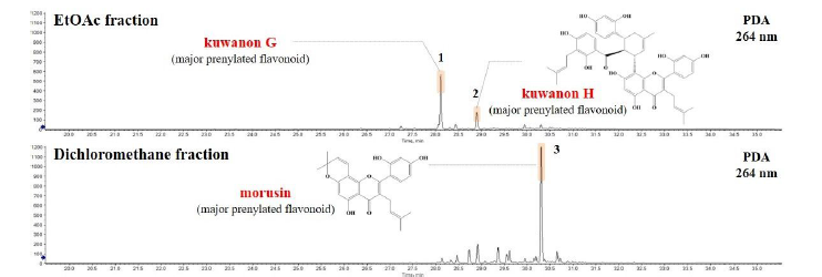 상백피 EtOAc 및 CH2Cl2 분획물로부터 prenylated flavonoid 유도체 주요성분 3종 확인