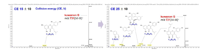 상백피 주요성분 kuwanon G를 이용한 질량분석 조건 확립 (Collision energy, 충돌강도)