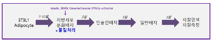 3T3L1 지방세포 분화 조건 및 물질 처리