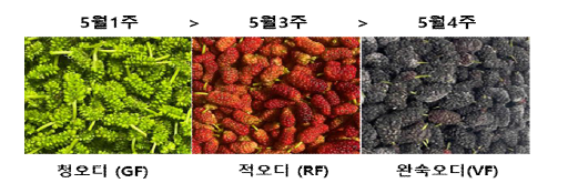 오디 수확시기별 비교 (5월1주~5월4주)