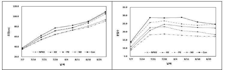 양분결핍에 의한 초장(좌) 및 경수(우) 변화 측정