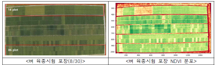 벼 육종시험 포장