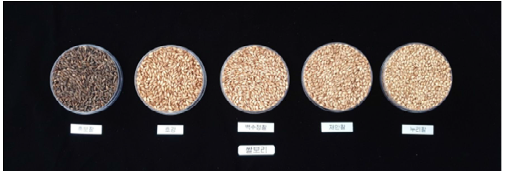 쌀보리 품종 5종