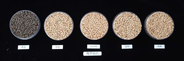 맥주보리 품종 5종