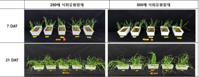 금강밀 종자 석회유황합제 처리 농도 및 시간에 따른 유묘 초장 비교