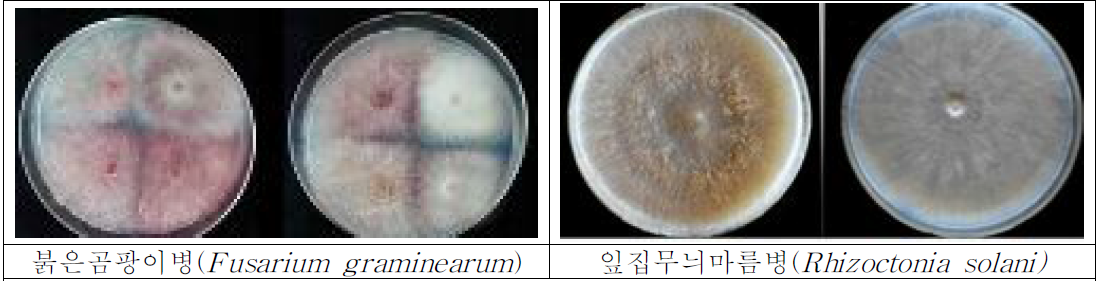 유기농 밀, 보리 재배지의 토양으로부터 분리한 붉은곰팡이와 잎집무늬마름병 병원균