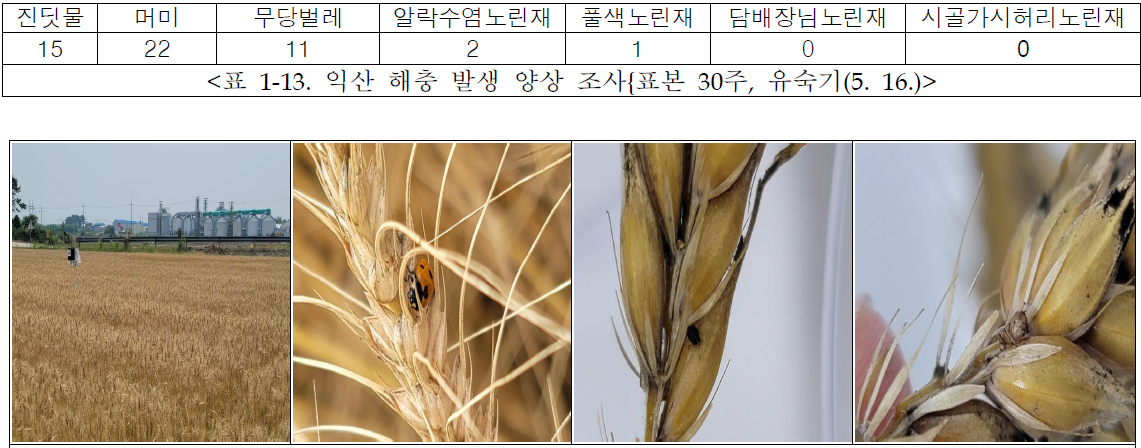 익산 해충 발생 양상 조사{표본 30주, 유숙기(5. 16.)