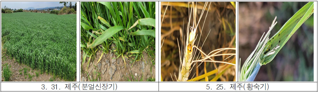 제주 밀 해충 발생 양상 조사