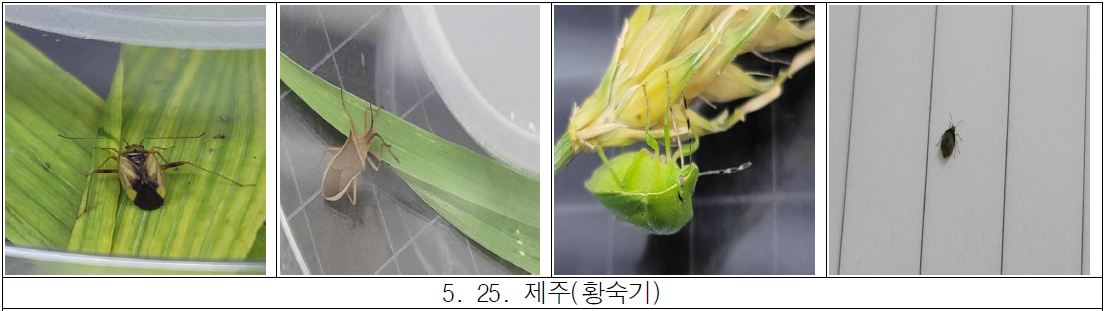 제주 밀 재배 포장