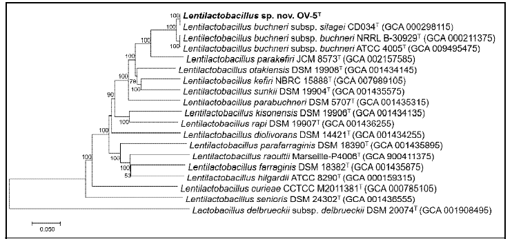 Lactobacillus buchneri OV-5의 유전체 기반 계통분석