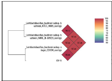 Lactobacillus buchneri OV-5의 유전체 기반 유사도 분석값