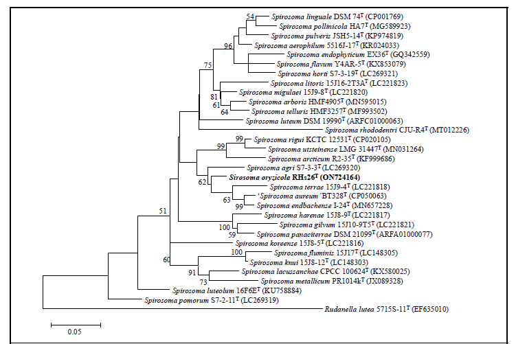 Spirosoma oryzicola RHs26의 16S 계통도