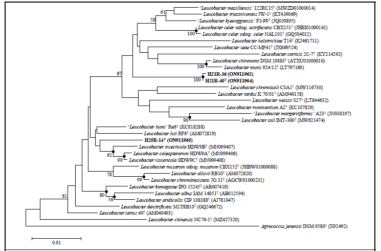 Leucobacter allii H21R-40 및 Leucobacter rhizosphaerae H21R-36의 16S 계통도