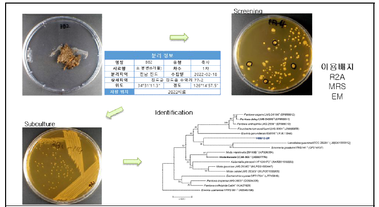 축산환경 유래 세균 분리 및 동정과정 모식도