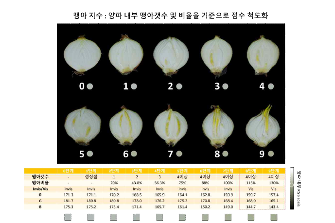 이미지 기반 양파 맹아 판정 방법 및 품질평가 기준