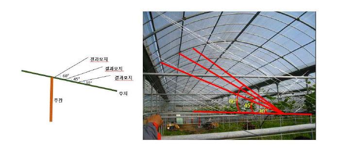 결과모지 유인각도별 시험 처리 모식도 및 포장 전경.