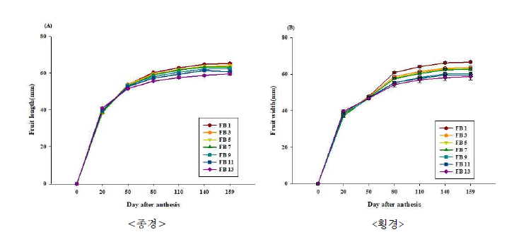 ‘감황’에서 개화 후 경과 일수에 따른 착과위치별 종경과 횡경변화.