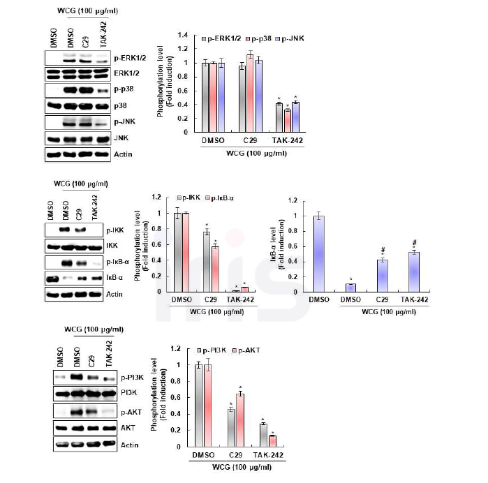 산양삼 물추출물의 대식세포에서 MAPK, NF-κB, PI3K/AKT 신호전달 활성화 및 TLR2/4에 상호 연관성