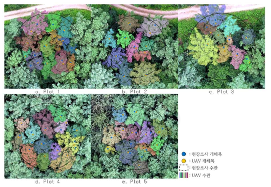 낙엽송림 개체목 및 수관 추출