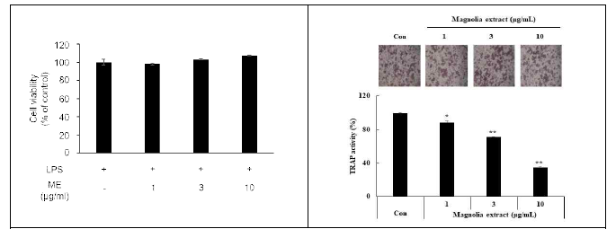 신이 추출물 (ME)의 세포독성 및 TRAP activity 억제 효과