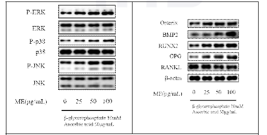 신이 추출물 (ME)의 조골세포 분화 유도 기전 연구