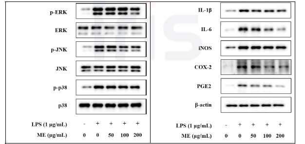 신이 추출물 (ME)의 염증반응 억제 기전 연구