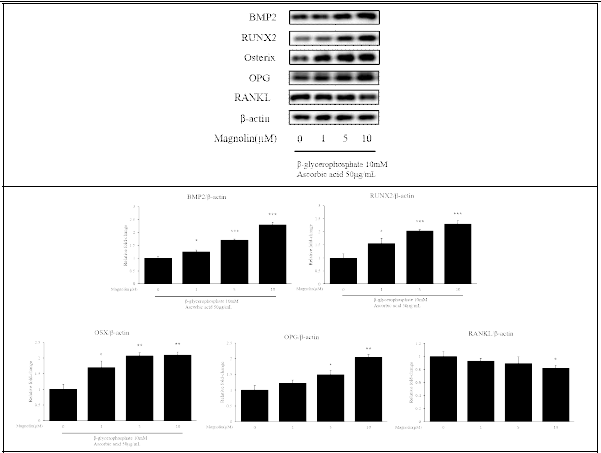 Magnolin의 조골세포 분화 기전 연구