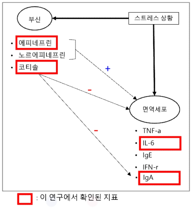 스트레스반응과 면역시스템의 상호작용