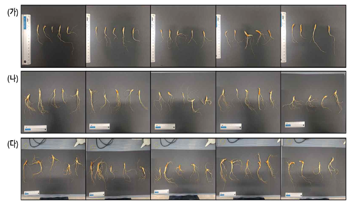 경남 거창 재배지의 산양삼 뿌리. (가) 2년생, (나) 5년생, (다) 8년생