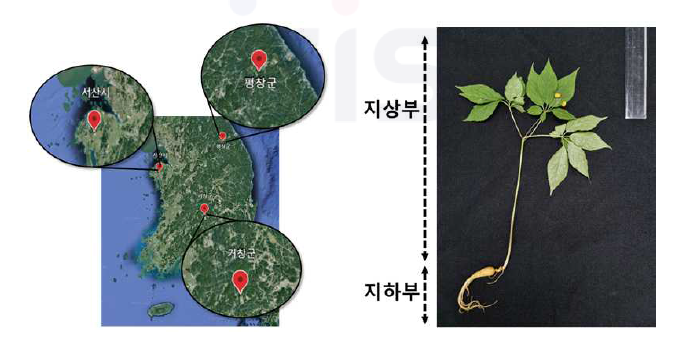 산양삼 조사지역(좌) 및 부위(우)