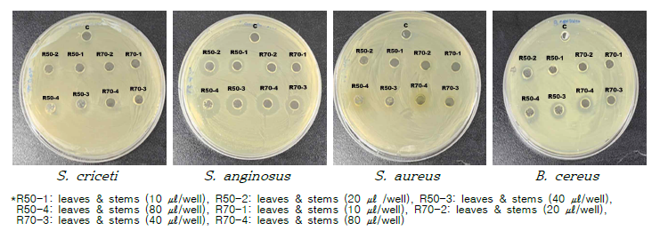산양삼 뿌리의 에탄올 50% 추출물 (R50)및 에탄올 70% 추출물 (R70) 항균활성