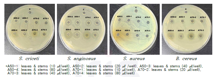 산양삼 전체의 에탄올 50% 추출물 (A50)및 에탄올 70% 추출물 (A70) 항균활성