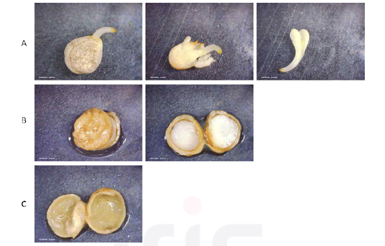 2022년도 채집 후 거창 산지에서 개갑 처리된 산양삼 종자의 내부 발달 단계. A: 개갑처리 후 배의 후숙이 일어나 떡잎의 발달, 유근의 신장이 이루어짐. B: 개갑처리 되었지만 배의 발달은 되지 않음. C: 배 및 배유가 퇴화됨