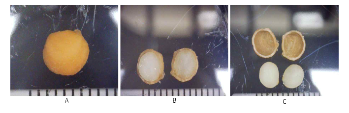 2023년도 채집 후 개갑처리 전 23년 7월 31일 관찰한 서산 산지의 산양삼 종자 내부 형태. 육안으로 배를 관찰할 수 없었음. A: 종자의 외관. B: 종자의 절단면. C: 종자 절단 후 배유만 분리