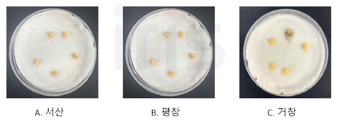 산양삼 3개 산지 (서산, 평창, 거창) 미개갑 종자의 60일간의 발아검정. 모두 발아하지 않았음