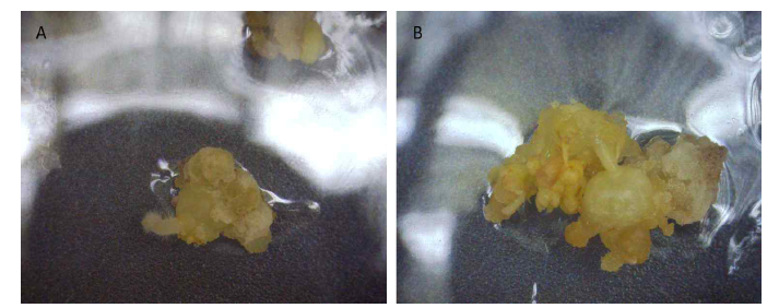 산양삼 미숙 꽃 및 꽃대 암조건에서 배양 60일 후 재분화된 뿌리 및 탈분화된 조직. A: 뿌리가 발생한 것으로 관찰됨. B: 탈분화 및 재분화가 관찰됨