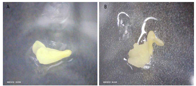 산양삼 접합자배를 치상한 MS배지 IBA 1 mg/L 처리구. A: 23년 12월 12일. B: 23년 12월 22일 촬영 모습. 떡잎 표면에서 탈분화된 캘러스가 관찰됨