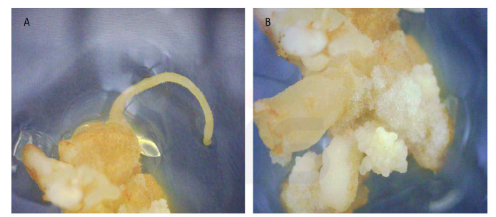 산양삼 접합자배를 치상한 MS배지 IBA 1 mg/L 처리구배양 60일 후 모습. 접합자배 표면에서 탈분화와 재분화가 관찰됨