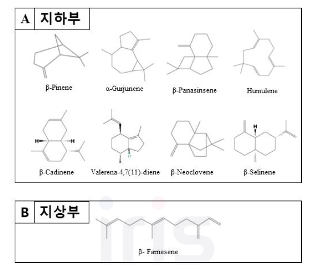 산양삼의 주요 휘발성 성분