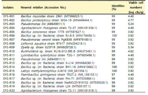 SYS 거창 지역 산양삼 뿌리의 분리 미생물 16S identity